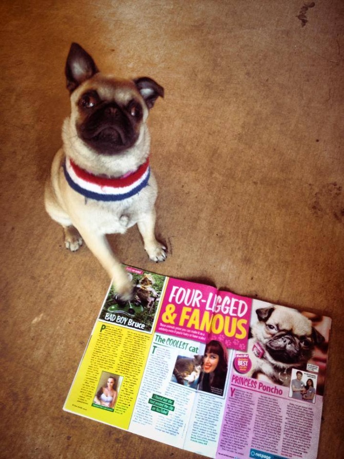 poncho the pug poncho the pug here s a thought poncho the pug poncho the pug here s a thought